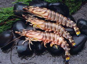 大虾养殖爆料图片大全视频,揭秘养殖爆料的图片与视频