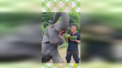 大象吃瓜动画片免费观看,免费畅享欢乐时光